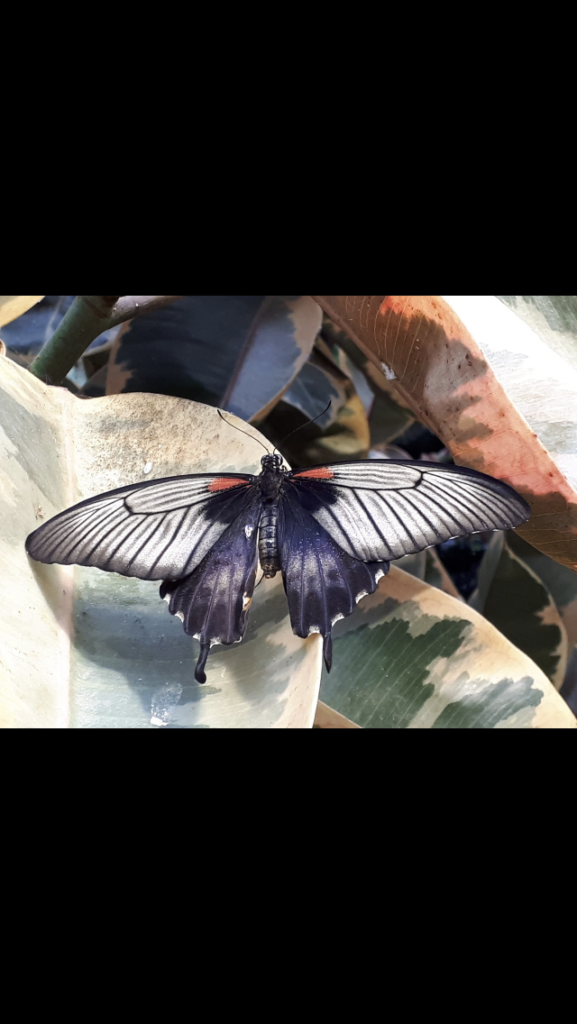 Die Schmetterlingserlebniswelt war ein Paradies aus fliegenden Edelsteinen.