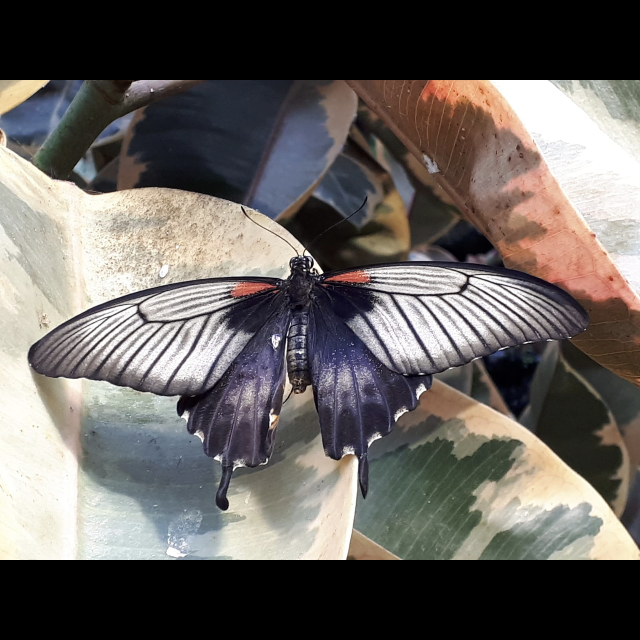Allgäuer Schmetterlingserlebniswelt und Glasbläserei